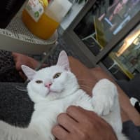 Photo of Kit