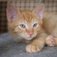 Photo of Frey