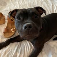 Photo of Brandy