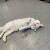 Photo of Marshmallow