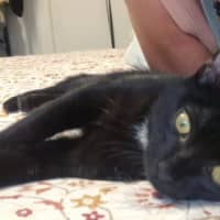 Photo of Onyx (8945)