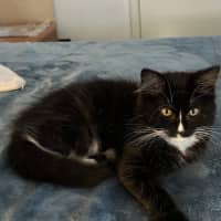 Photo of Oreo