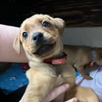 Photo of Puppies 💜