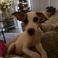 Photo of Toffee