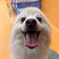 Photo of Peppi