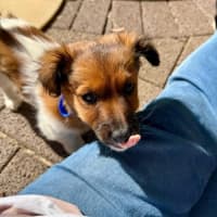 Photo of Finn   3 Month Old Fox Terrier X