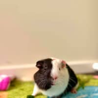 Photo of Carlos 