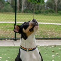 Photo of Patches