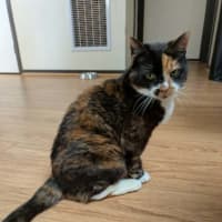 Photo of Dixie
