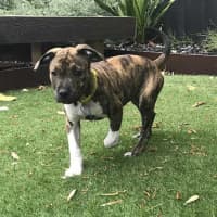 Photo of Brooke   14 Week Old Ridgeback X 