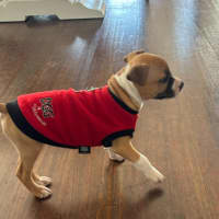 Photo of Jasper   10 Week Old Staffy X (Trial)