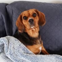 Photo of Lily