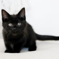 Photo of Nellie