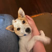 Photo of Panko