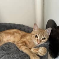 Photo of Saffron