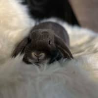 Photo of Lacy