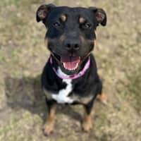 Photo of Tilly Imp 2563