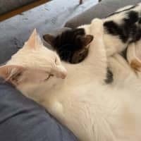 Photo of Smudge
