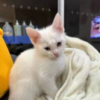 Photo of Butternut