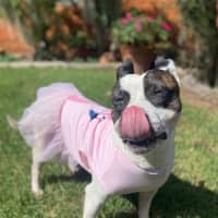 Photo of Pookie Imp 199