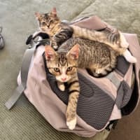 Photo of Root Beer Float