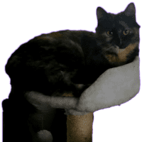 Photo of Freya