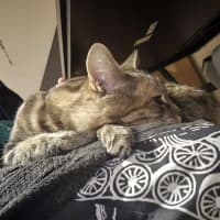 Photo of Princess Poppy