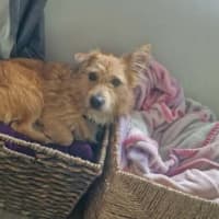 Photo of Rex