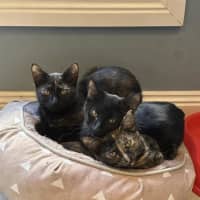 Photo of Chipotle Meet Me At Petstock Keysborough Store