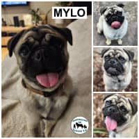 Photo of Mylo 