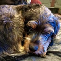 Photo of Dizzy Rascal