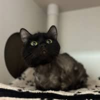 Photo of Gertie