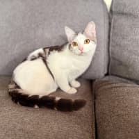 Photo of Clyde   Meet Me At Vets On Parker Templestowe