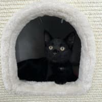 Photo of Ernest