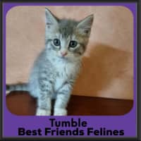 Photo of Tumble 