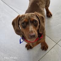 Photo of Rune   7 Month Old Dachshund