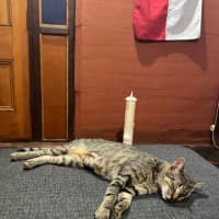 Photo of Mochi