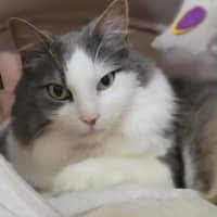 Photo of Sully   In Foster Care In Doncaster