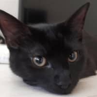 Photo of Bodhi