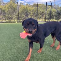 Photo of Moon Imp 29