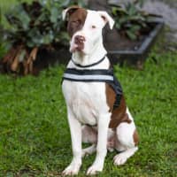 Photo of Diesel