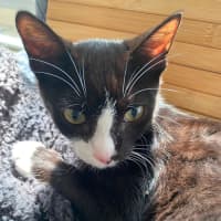 Photo of Fig