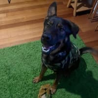 Photo of Ace