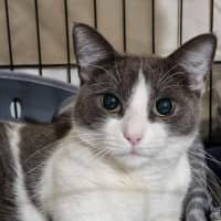 Photo of Violet