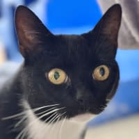 Photo of Piper