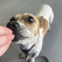 Photo of Patches