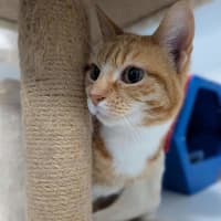 Photo of Goldie