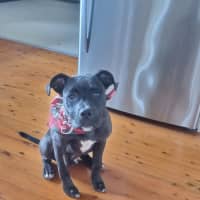 Photo of Leroy   7 Month Old Staffy