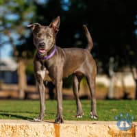 Photo of Asha