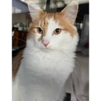 Photo of 11158   Rowan